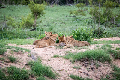Lion cubs relaxing on grass