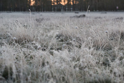 Surface level of land on snowy field