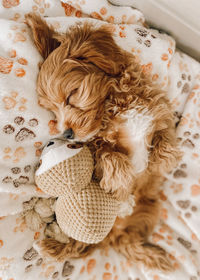 High angle view of dog sleeping on bed