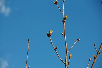 Low angle view of flowering plants against blue sky