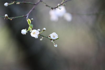 Close-up of white cherry blossoms in spring