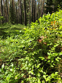 Plants in a forest