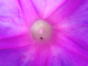 Macro shot of insect on pink flower