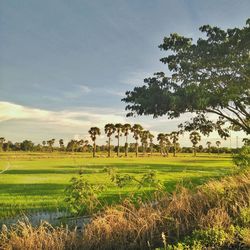 Scenic view of agricultural field against sky
