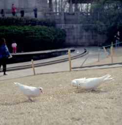 Seagull eating seagulls