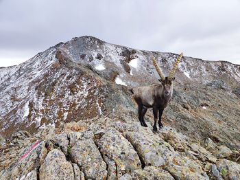 Ibex on mountain ridge in a cloudy day. vallelunga, alto adige, italy