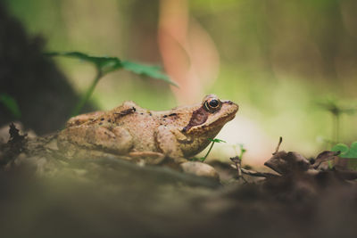 Close-up of frog on plant
