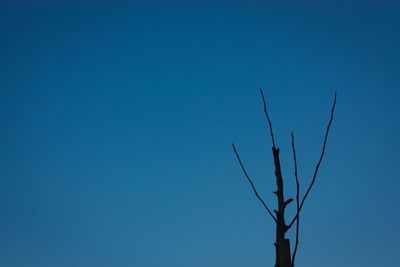 Low angle view of bare tree against clear blue sky