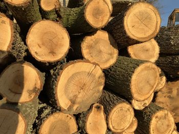 Full frame shot of logs in forest