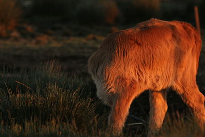 Cow grazing on field