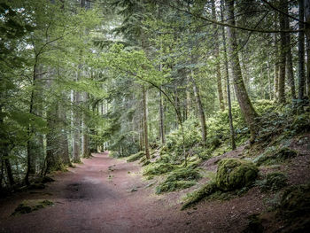 Scenic view of trees growing outdoors