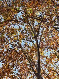 Low angle view of tree against sky during autumn