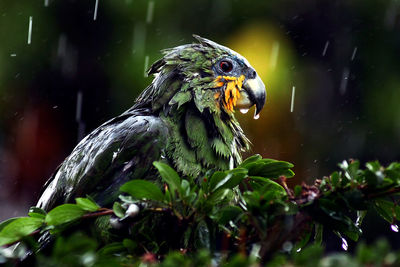 Close-up of wet parrot on tree during monsoon
