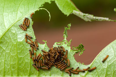 Close-up of insect on leaf