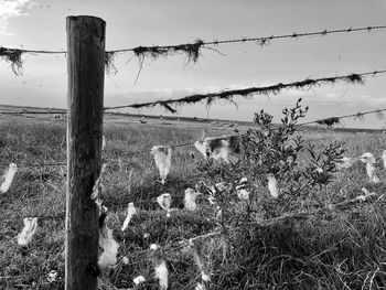 Plants growing on field seen through fence