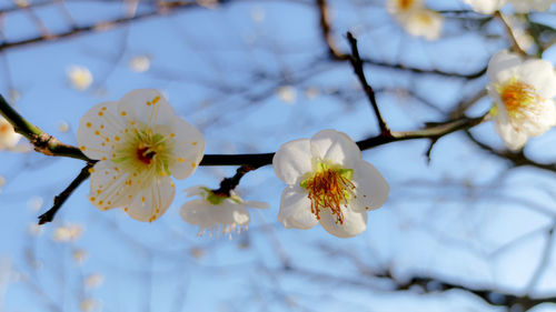 Close-up of white cherry blossom tree