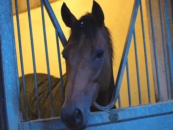 Close-up of horse in stable