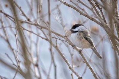 Close-up of bird perching on branch