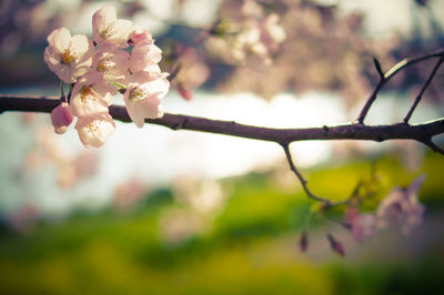 Close-up of apple blossoms in spring