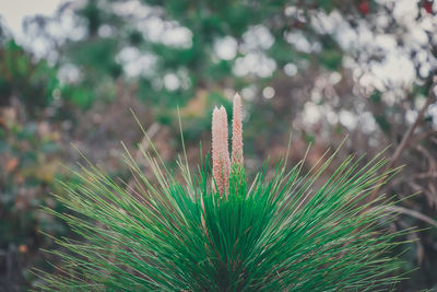 Close-up of cactus plant growing on field