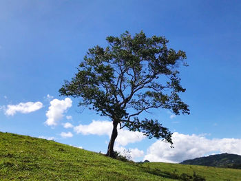 Tree on field against sky
