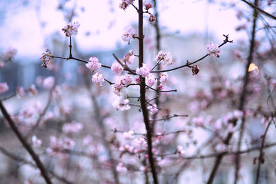 Close-up of cherry blossom