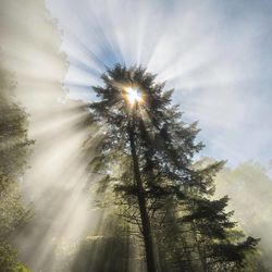 Low angle view of trees against bright sun