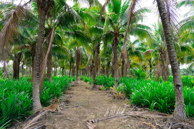 Scenic view of palm trees on field