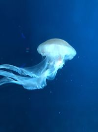 Close-up of jellyfish swimming in sea