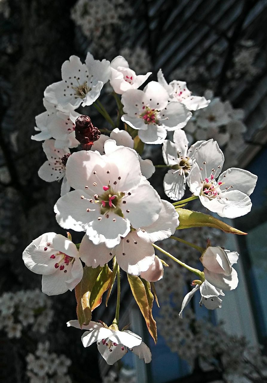 flowering plant, flower, plant, fragility, white color, vulnerability, freshness, growth, beauty in nature, petal, blossom, close-up, focus on foreground, inflorescence, nature, pollen, flower head, springtime, no people, tree, cherry blossom, outdoors, cherry tree