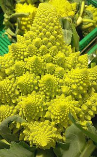 Full frame shot of yellow flowers