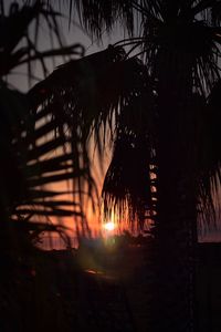 Silhouette palm trees against sky during sunset
