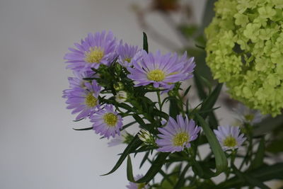 Close-up of purple flowers blooming outdoors