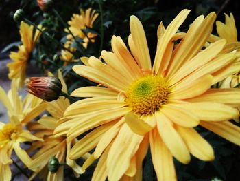 Close-up of yellow flowering plant