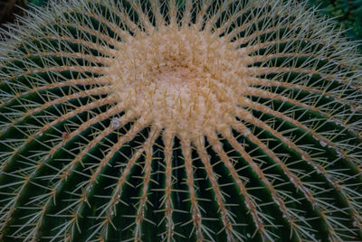 Close-up of cactus plant