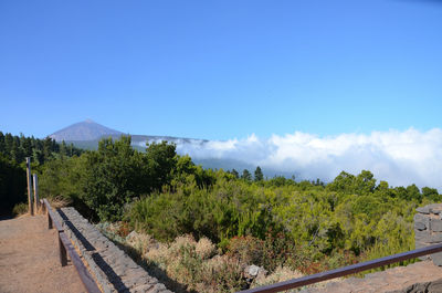 Panoramic shot of trees on landscape against blue sky