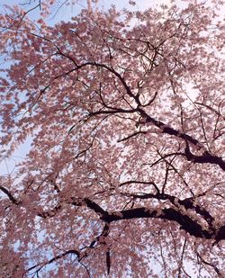 Low angle view of cherry blossoms