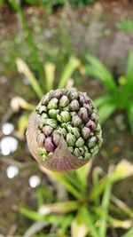 Close-up of flower growing on field