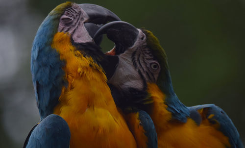 Close-up of a parrot