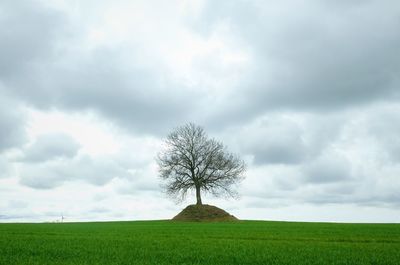 Tree on field against sky