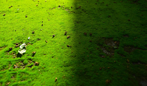 High angle view of moss on land
