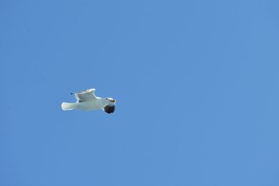 Low angle view of blue sky