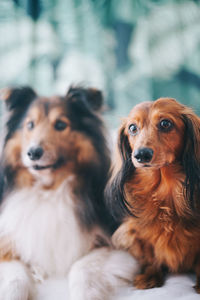 Cavalier king charles spaniel resting outdoors