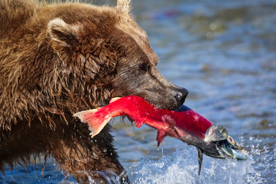 Close-up of an alaskan brown bear feeding on a red salmon