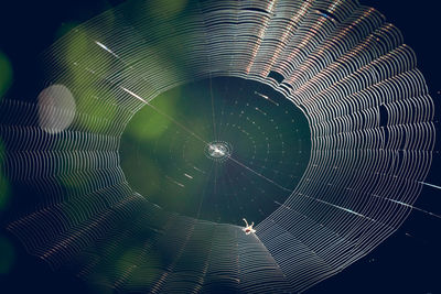 Close-up of spider web against black background