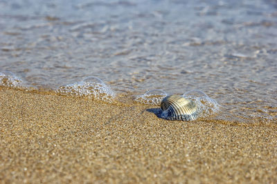 Close-up of seashell on beach