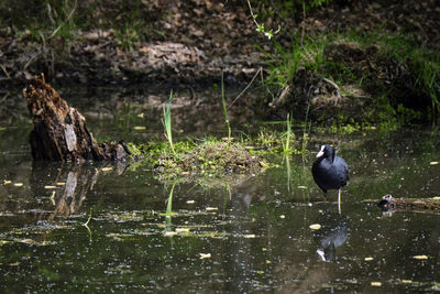 Ducks on a lake