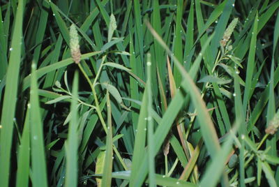 Full frame shot of bamboo plants on field