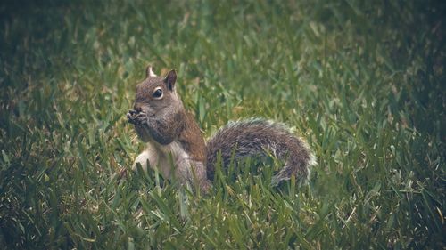 Close-up of squirrel on field