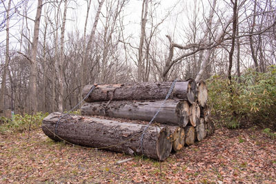 Abandoned log on field in forest